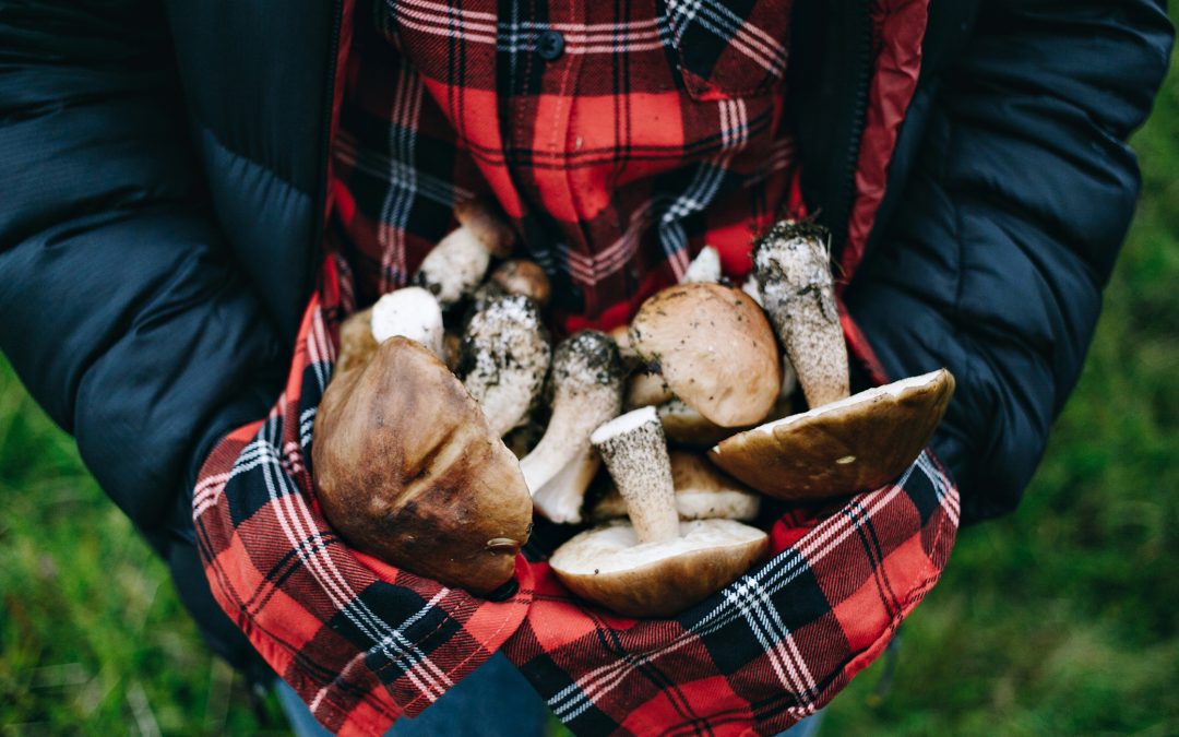 Какие съедобные грибы можно найти в Мурманской области