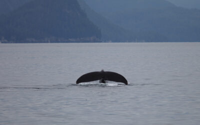 Летние активности в Териберке: что делать, когда погода радует?